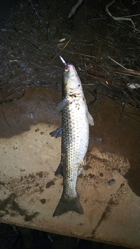 ボラの釣果