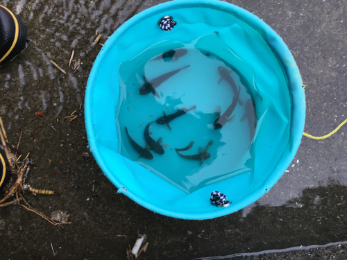 シマハゼの釣果