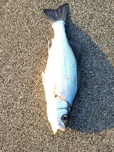 スズキの釣果