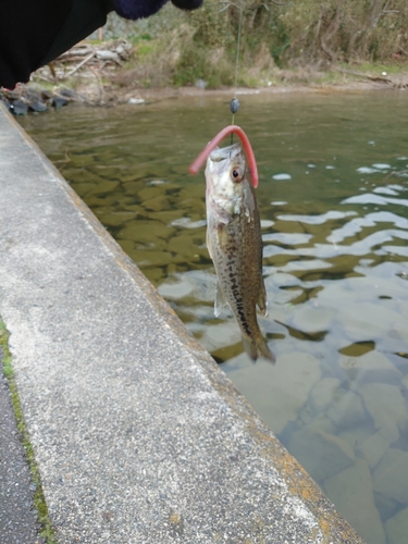 ラージマウスバスの釣果