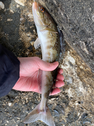 ホッケの釣果