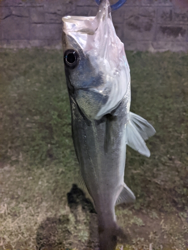 フッコ（マルスズキ）の釣果