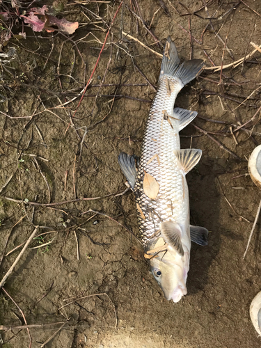 ニゴイの釣果