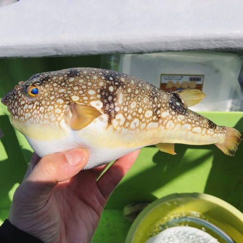 コモンフグの釣果