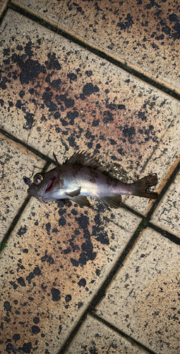 アカメバルの釣果