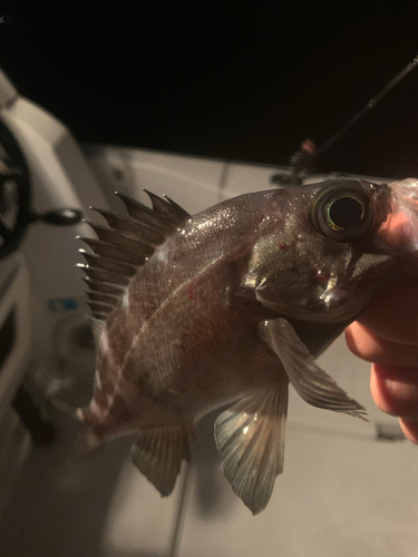 メバルの釣果