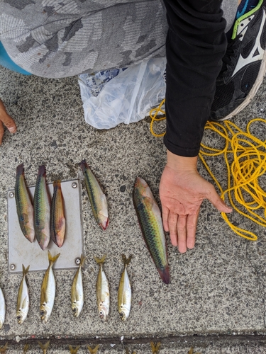 ベラの釣果