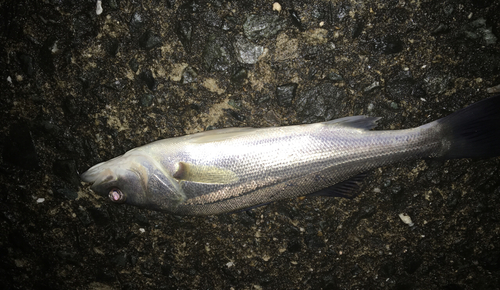 セイゴ（マルスズキ）の釣果