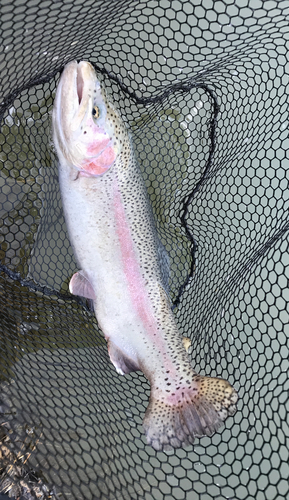 トラウトの釣果