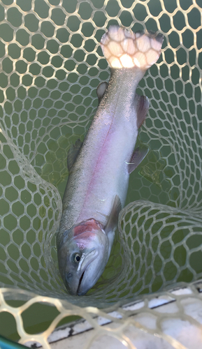 トラウトの釣果