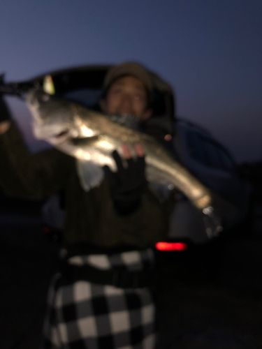 スズキの釣果
