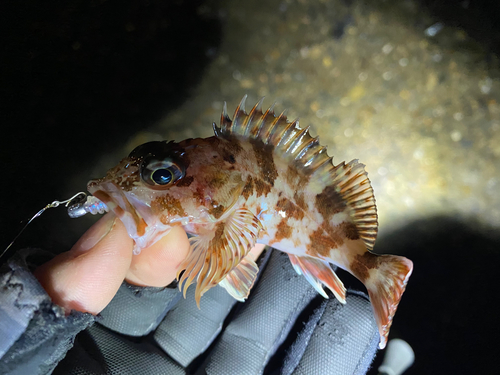 カサゴの釣果