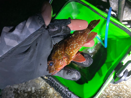 カサゴの釣果