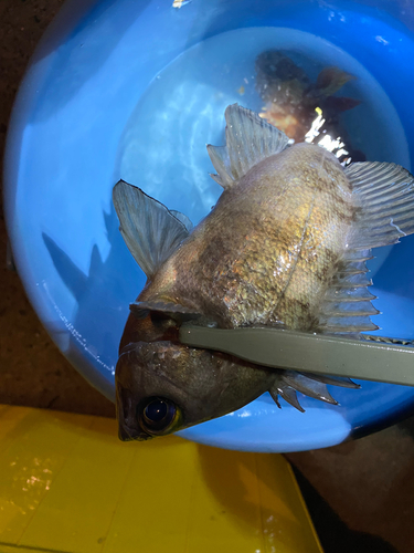 シロメバルの釣果