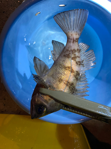 シロメバルの釣果