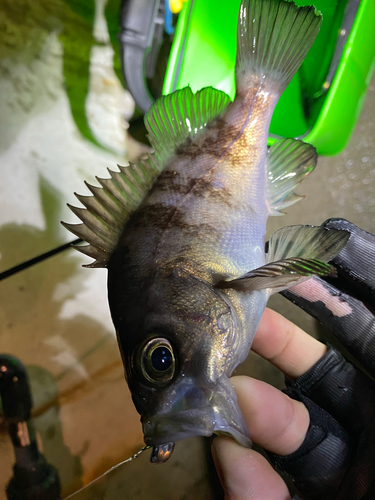 シロメバルの釣果