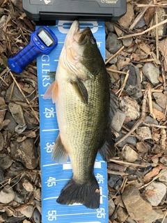 ブラックバスの釣果