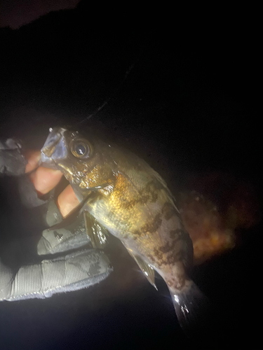 シロメバルの釣果