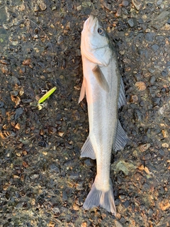 マルスズキの釣果