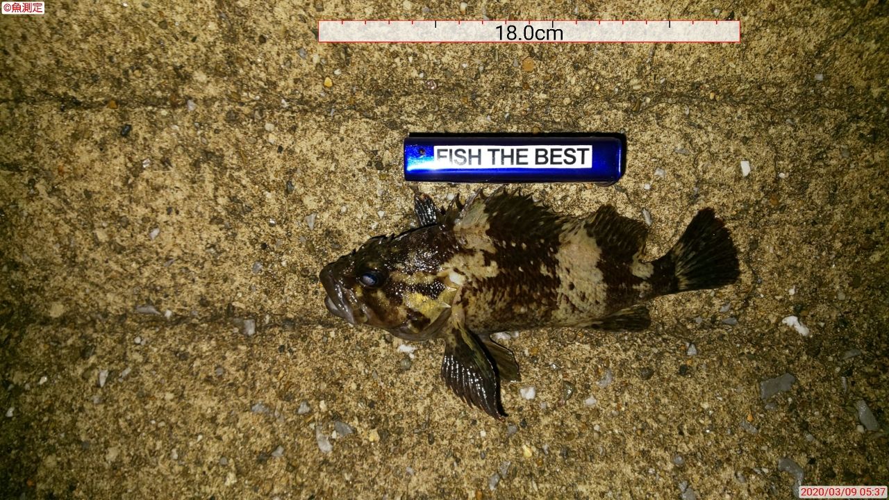 タケノコメバル