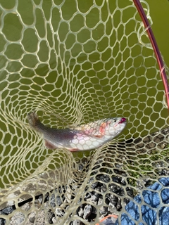 トラウトの釣果