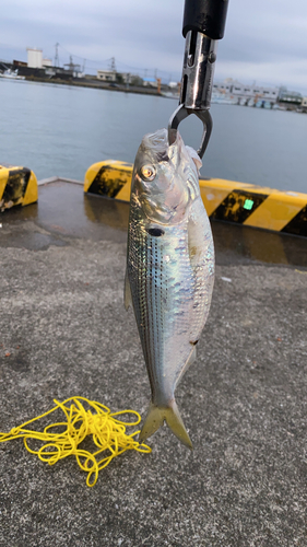 コノシロの釣果