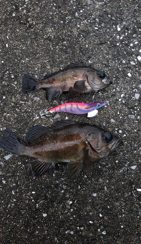 クロメバルの釣果