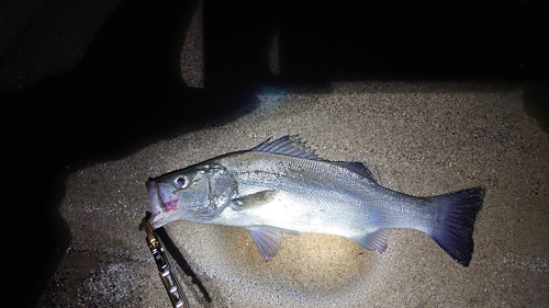 ヒラスズキの釣果