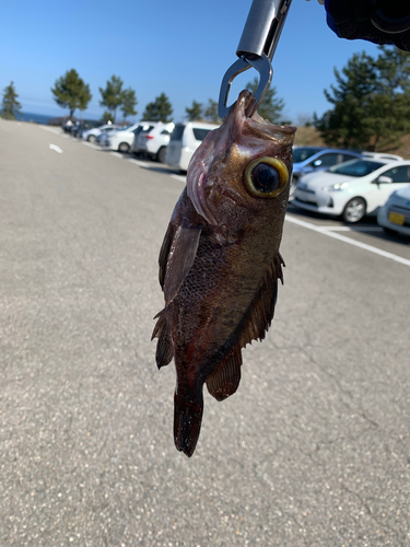 アカメバルの釣果