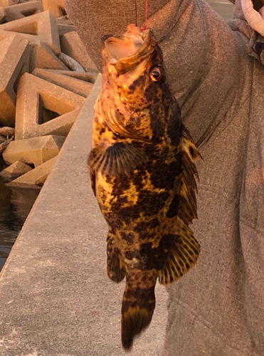 タケノコメバルの釣果