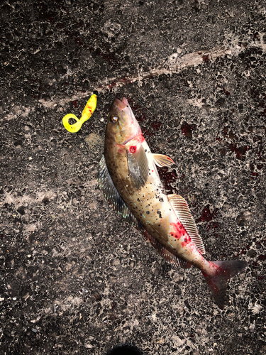 ホッケの釣果