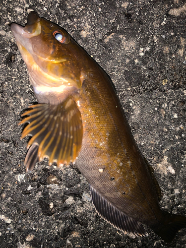 アイナメの釣果