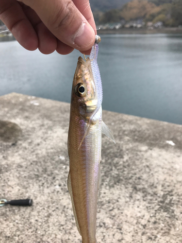 キスの釣果