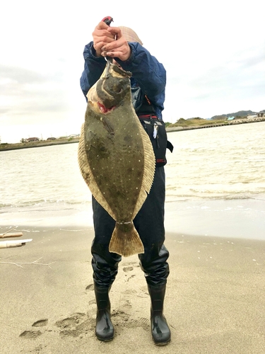 ヒラメの釣果