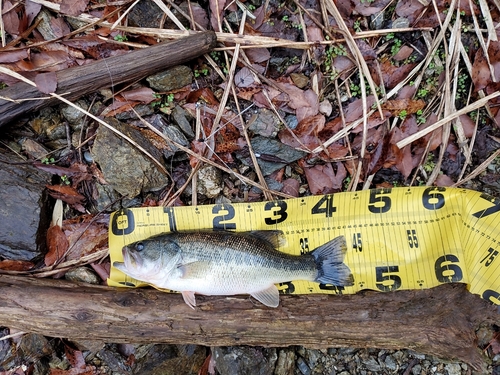 ブラックバスの釣果