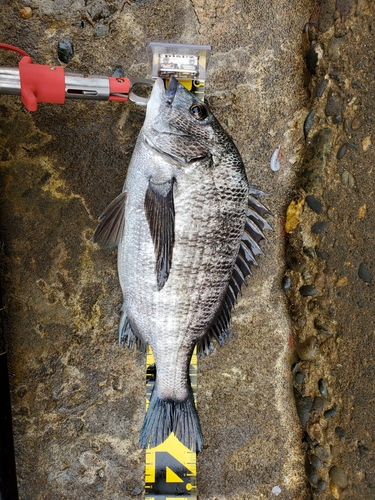 クロダイの釣果