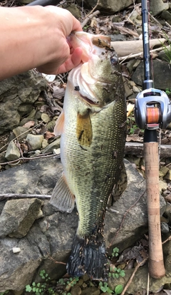 ブラックバスの釣果