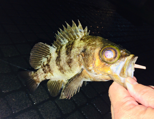 メバルの釣果