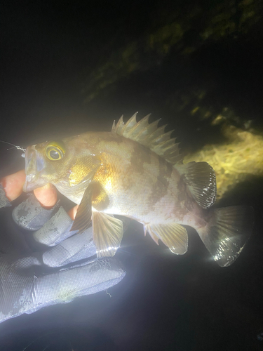 シロメバルの釣果