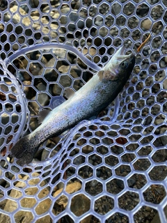 トラウトの釣果