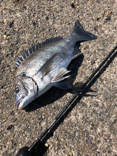 クロダイの釣果