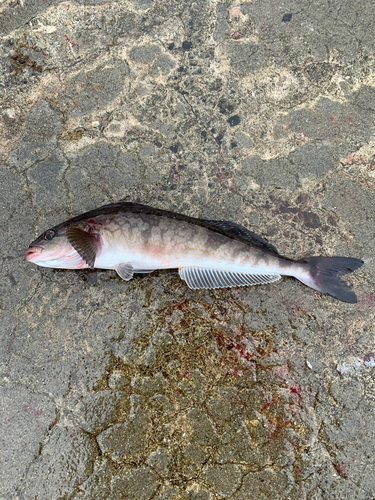 ホッケの釣果