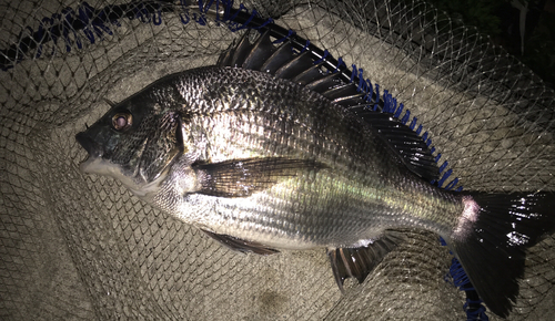 クロダイの釣果