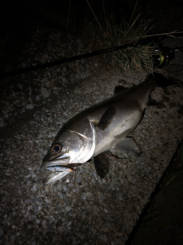 シーバスの釣果