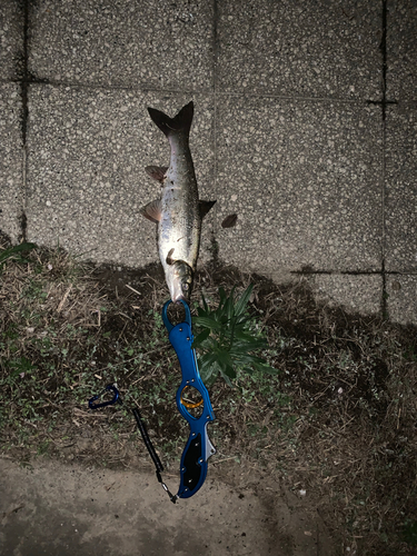 マルタウグイの釣果