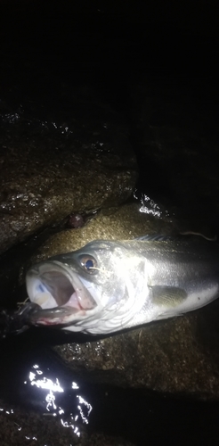 スズキの釣果