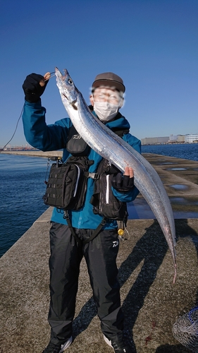 タチウオの釣果