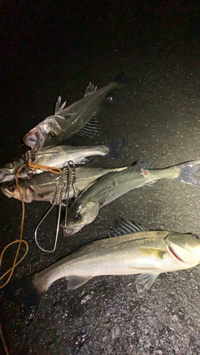 シーバスの釣果