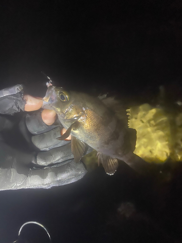 シロメバルの釣果