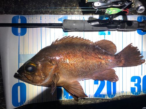 アカメバルの釣果